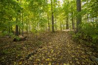 Autumn Forest Road: A Stunning Landscape of Nature