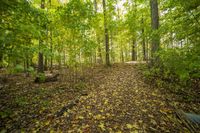 Autumn Forest Road: A Stunning Landscape of Nature