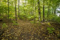 Autumn Forest Road: A Stunning Landscape of Nature