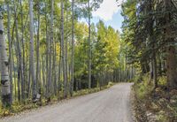 Autumn Forest Road: A Nature Landscape