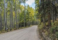 Autumn Forest Road: A Nature Landscape
