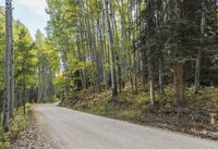 Autumn Forest Road: A Nature Landscape