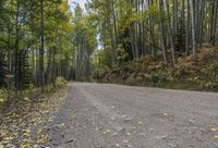 Autumn Forest Road: A Nature Landscape