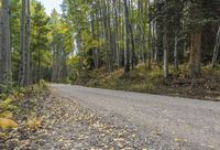 Autumn Forest Road: A Nature Landscape