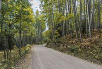 Autumn Forest Road: A Nature Landscape