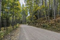 Autumn Forest Road: A Nature Landscape