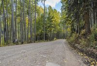 Autumn Forest Road: A Nature Landscape