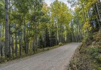 Autumn Forest Road in a Temperate Broadleaf and Mixed Forest