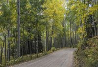 Autumn Forest Road in a Temperate Broadleaf and Mixed Forest