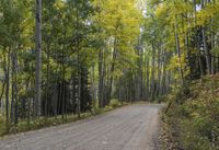 Autumn Forest Road in a Temperate Broadleaf and Mixed Forest