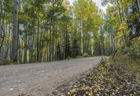 Autumn Forest Road in a Temperate Broadleaf and Mixed Forest