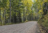 Autumn Forest Road in a Temperate Broadleaf and Mixed Forest