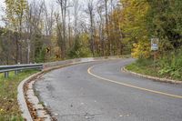 Autumn Forest Road with Yellow Leaves