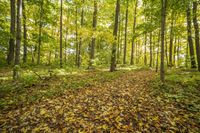 autumn leaves are scattered in the forest floor and trees make their way through the clearing