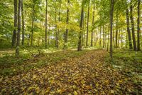 autumn leaves are scattered in the forest floor and trees make their way through the clearing