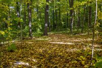 Autumn Forest in a Temperate Broadleaf Wilderness