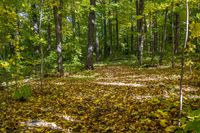 Autumn Forest in Temperate Broadleaf Wilderness 002