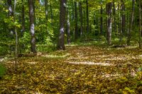 Autumn Forest in Temperate Broadleaf Wilderness 003