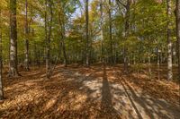 a trail leads into a wooded area with leaves and trees on it, including the shadow of a long path