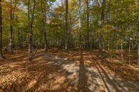 a trail leads into a wooded area with leaves and trees on it, including the shadow of a long path