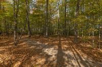 a trail leads into a wooded area with leaves and trees on it, including the shadow of a long path