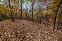 a bunch of leaves on the ground near some trees and trees trunks with yellow leaves