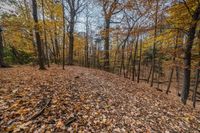 a bunch of leaves on the ground near some trees and trees trunks with yellow leaves