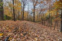 a bunch of leaves on the ground near some trees and trees trunks with yellow leaves