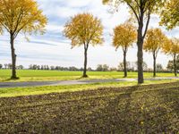 Autumn in Berlin: Lush Vegetation in a Natural Environment