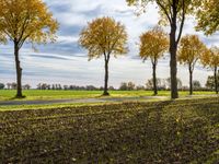 Autumn in Berlin: Lush Vegetation in a Natural Environment