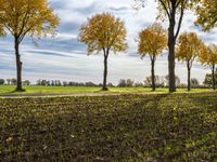 Autumn in Berlin: Lush Vegetation in a Natural Environment