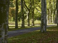 Autumn in Berlin Park: Lush Northern Hardwood Forest