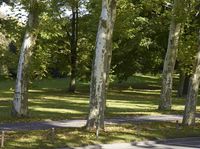 Autumn in Berlin Park: Lush Northern Hardwood Forest