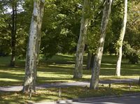 Autumn in Berlin Park: Lush Northern Hardwood Forest