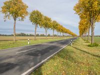 a long street with yellow trees lining it and some cars traveling along the side of the road