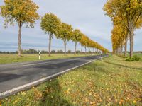 a long street with yellow trees lining it and some cars traveling along the side of the road