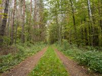 two paths in the middle of some trees, all surrounded by grass and plants, leading away