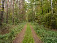 two paths in the middle of some trees, all surrounded by grass and plants, leading away