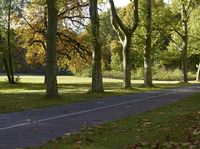 Autumn Landscape in Berlin: Forest Path