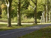 Autumn Landscape in Berlin: Forest Path