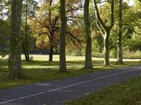 Autumn Landscape in Berlin: Forest Path