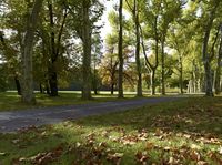 Autumn Landscape in Berlin: Forest Path