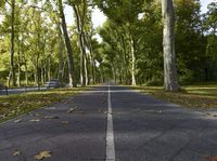 this is a photo of a paved road with tall trees on both sides of it