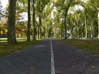 this is a photo of a paved road with tall trees on both sides of it