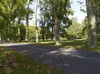 this is a photo of a park that contains trees and grass with leaves on the ground