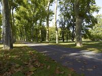 this is a photo of a park that contains trees and grass with leaves on the ground