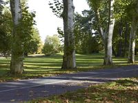 this is a photo of a park that contains trees and grass with leaves on the ground