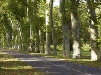 this is a photo of a park that contains trees and grass with leaves on the ground