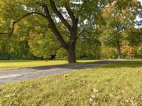 a tree that is next to the road near trees and grass near a sidewalk and street