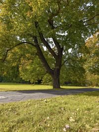 a tree that is next to the road near trees and grass near a sidewalk and street